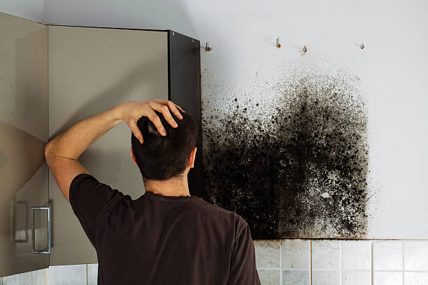 Mold Removal Process in Indian Rocks Beach, FL